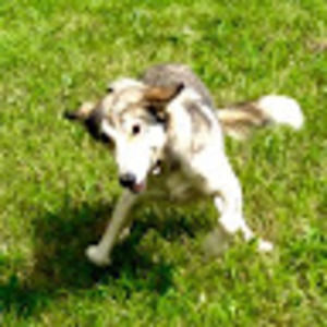 Meet your Posher, The greater j